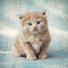 chat houilles